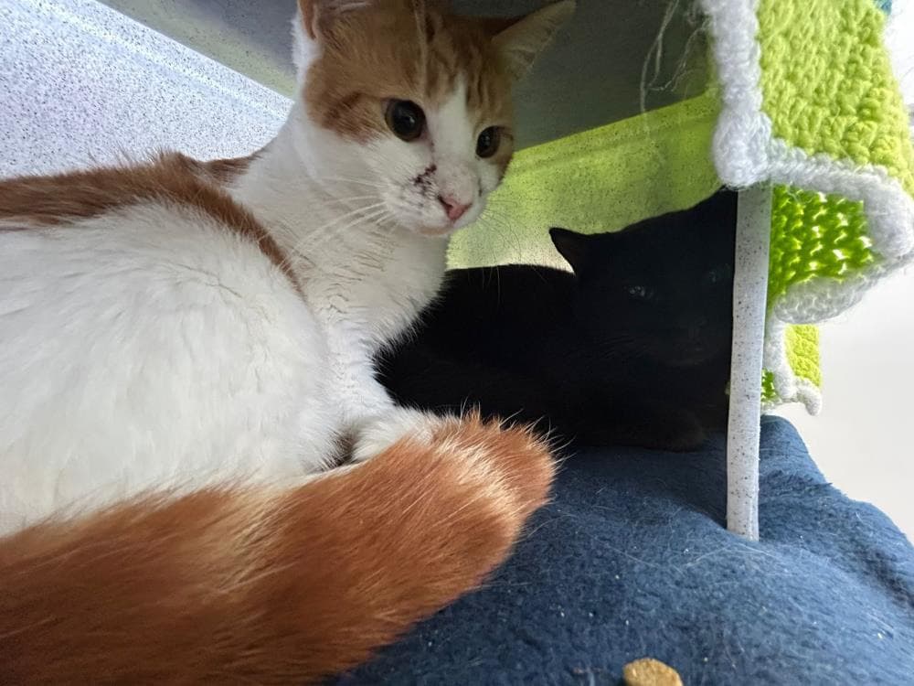 Maximus and Binx — Domestic Cat