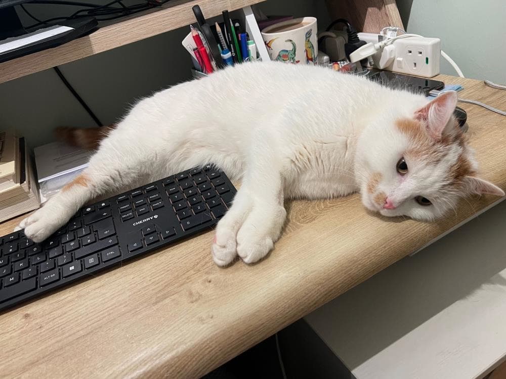 Leo — Domestic Cat