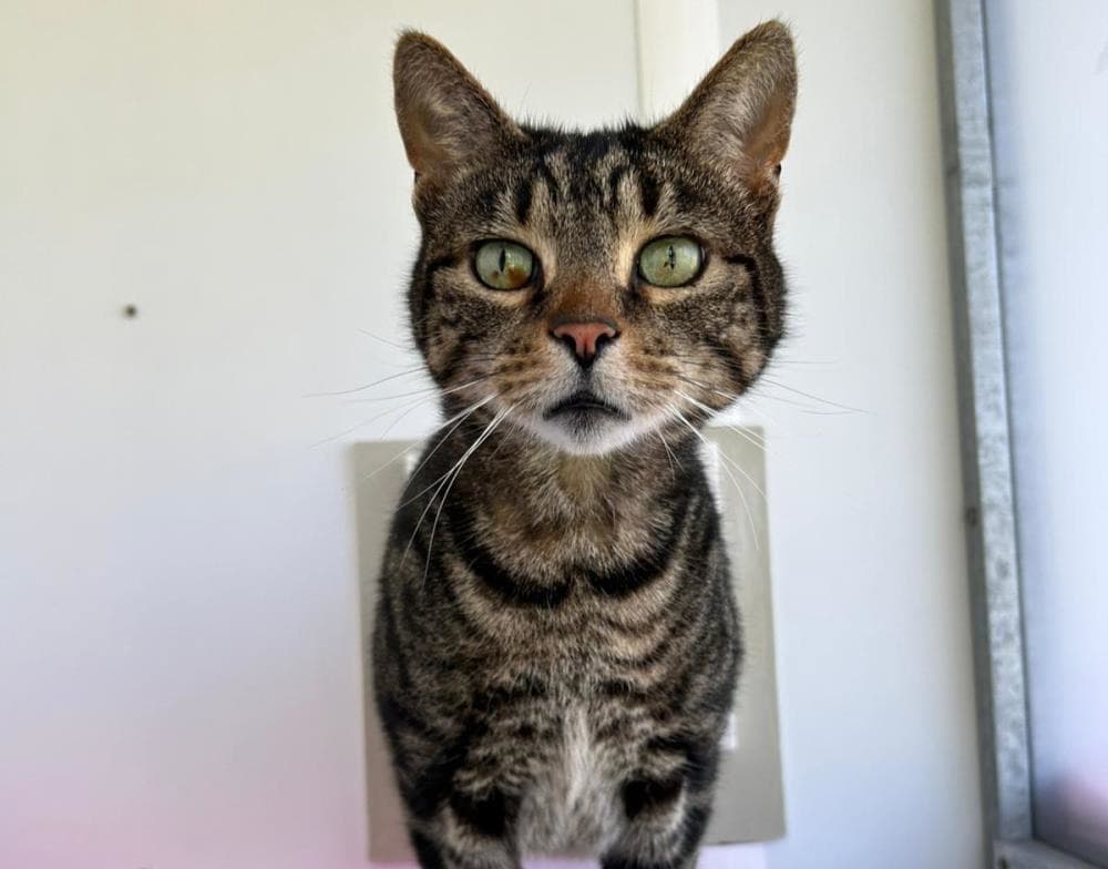 Boxy — Domestic Cat