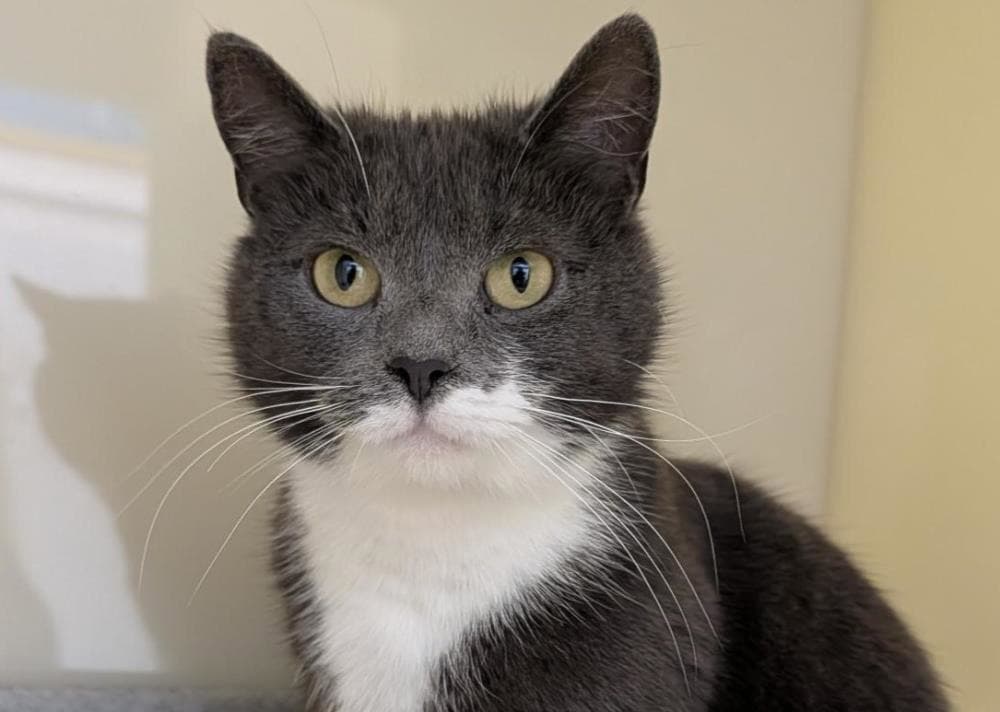 Millie — Domestic Cat