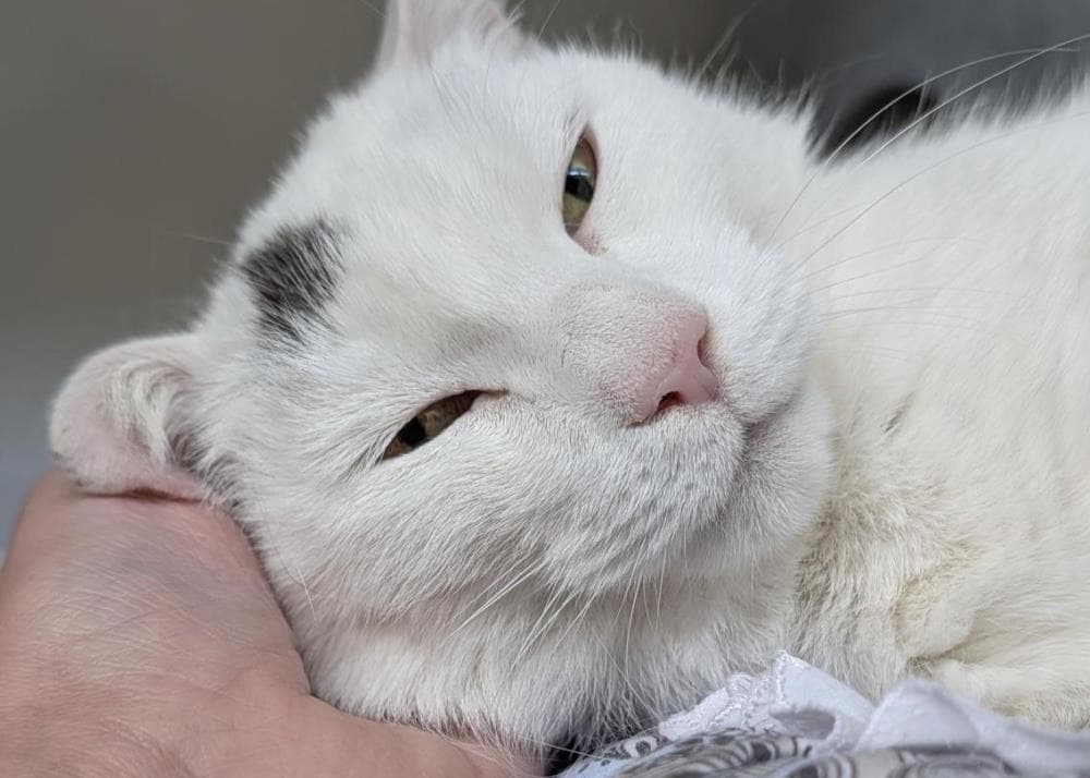 Diana — Domestic Cat