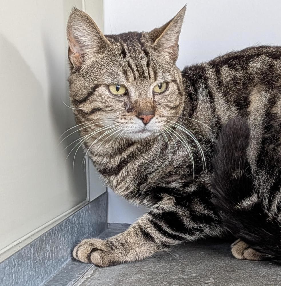 Frankie — Domestic Cat