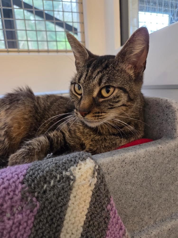 Avery — Domestic Cat