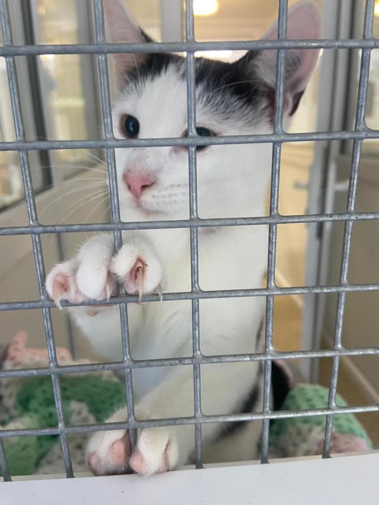 Bassett — Domestic Cat