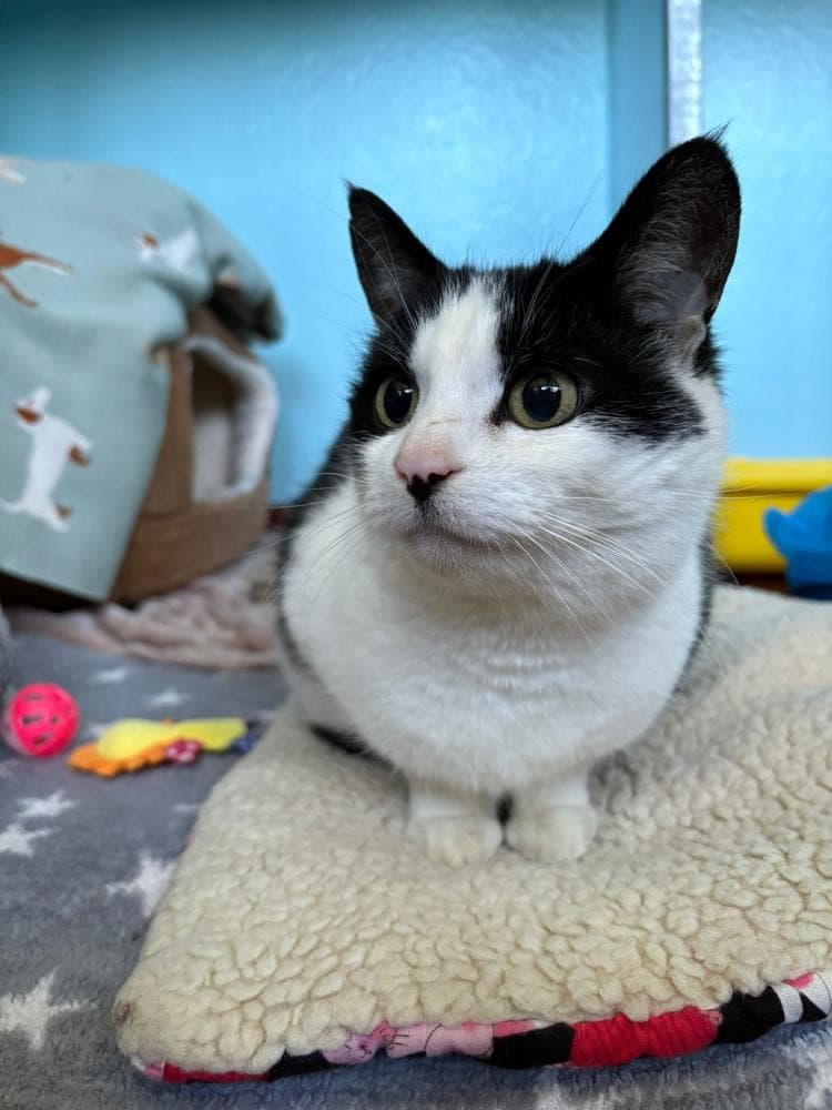 Whiskers — Domestic Cat