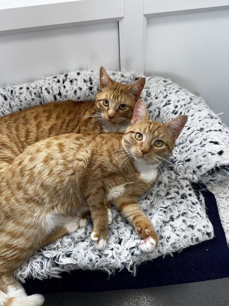 Heinz — Domestic Cat