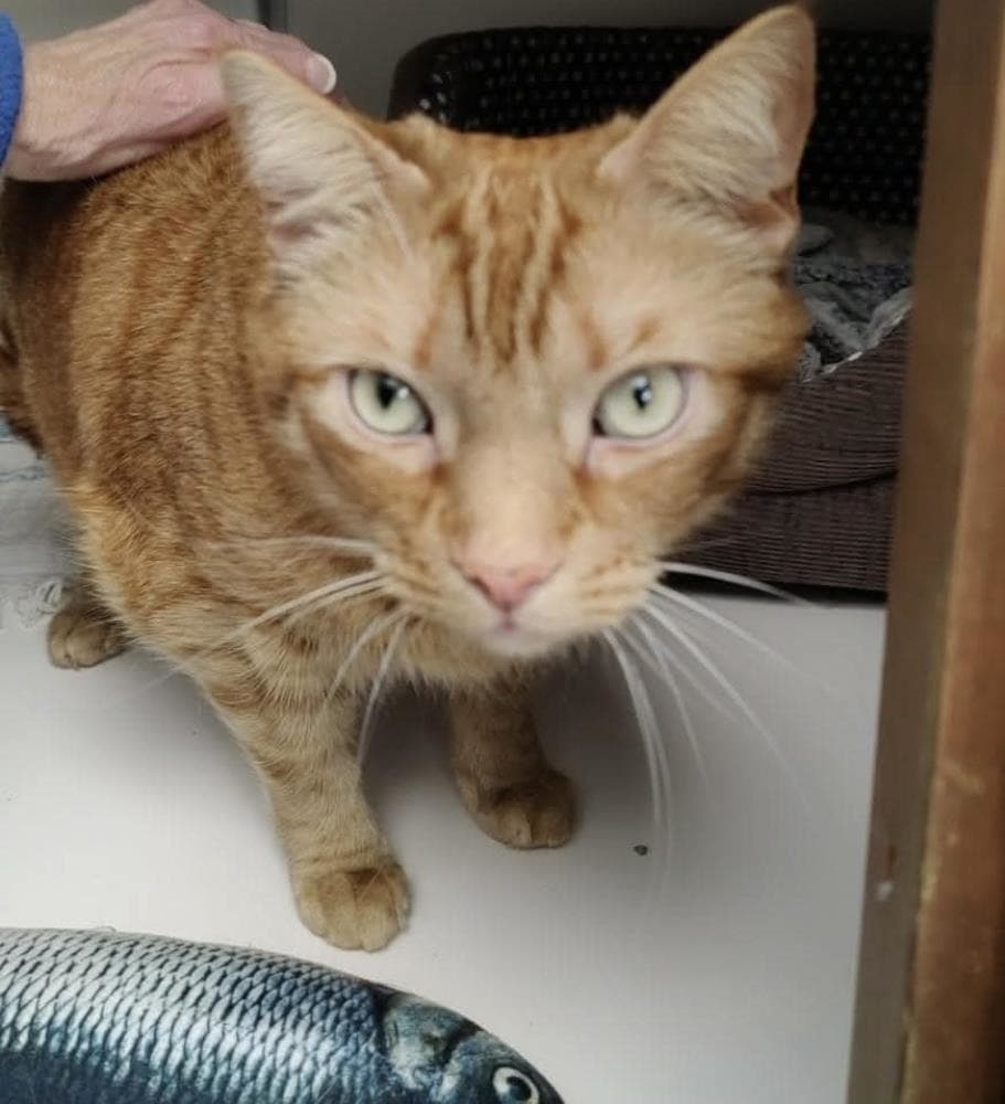 Reggie — Domestic Cat