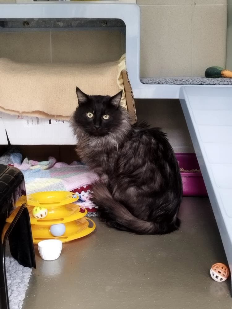 Puss — Domestic Cat