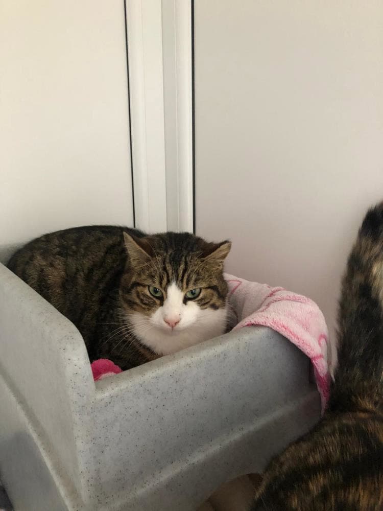 Tigger — Domestic Cat