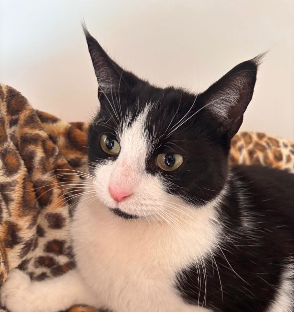 Mia — Domestic Cat