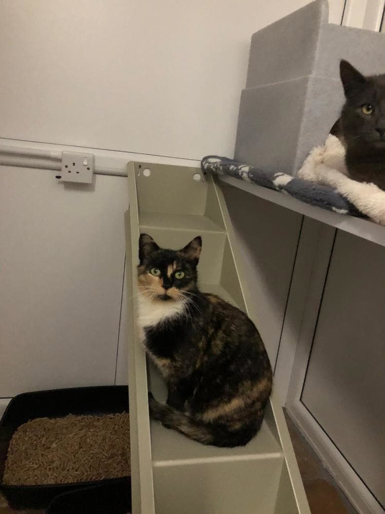 Kalika — Domestic Cat