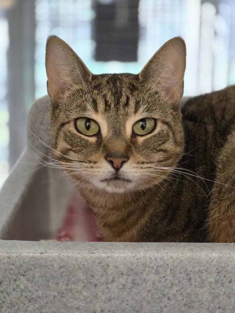 Tab Tab — Domestic Cat