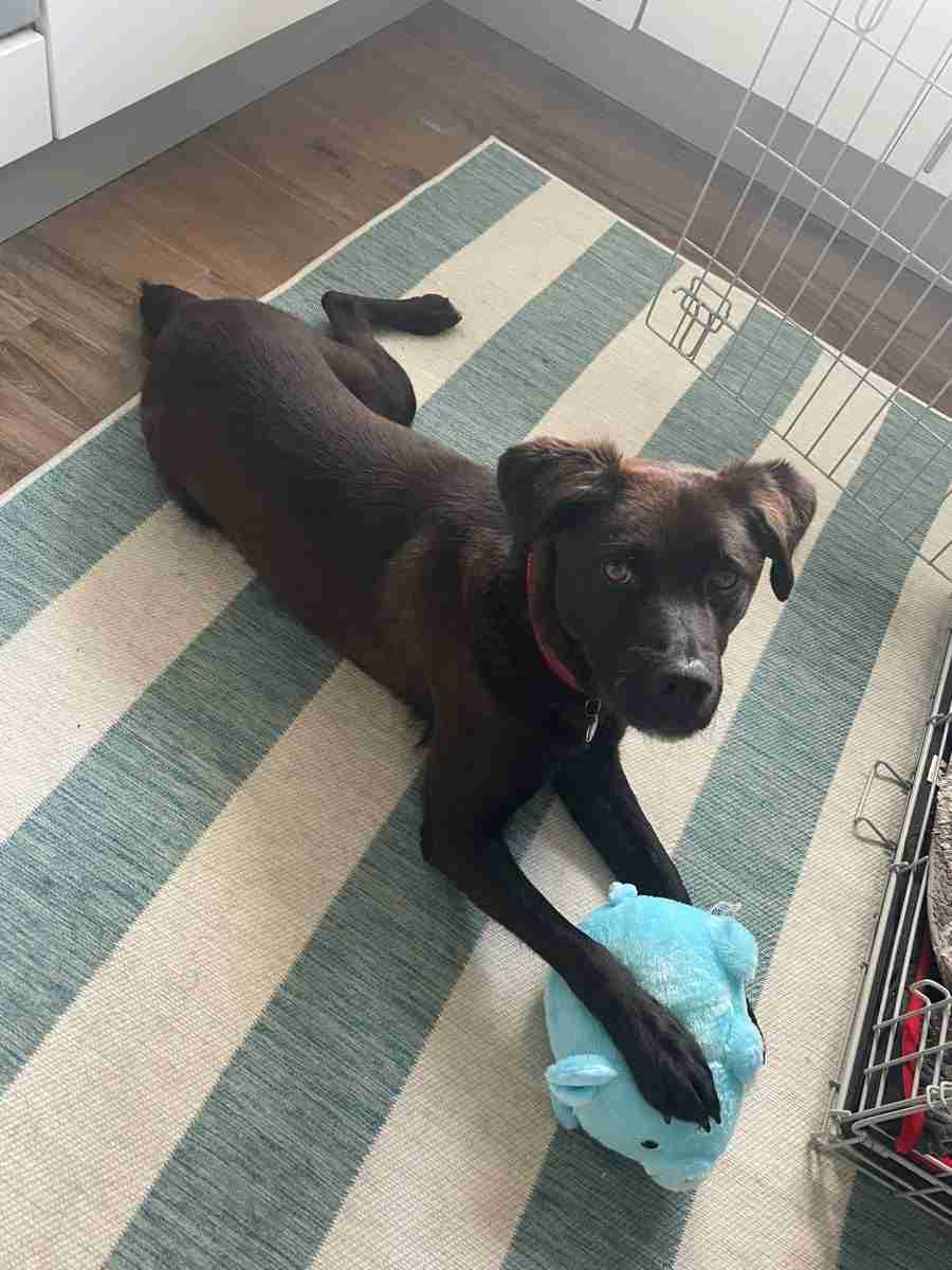 Jake — Mixed Breed