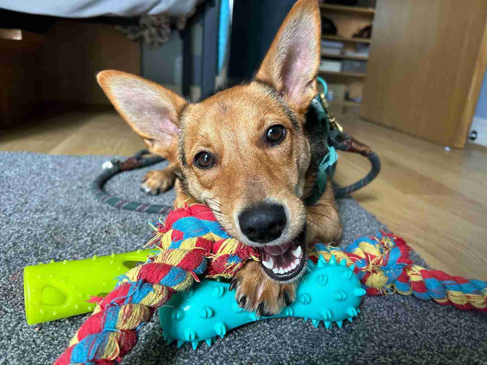 Minnie — Mixed Breed