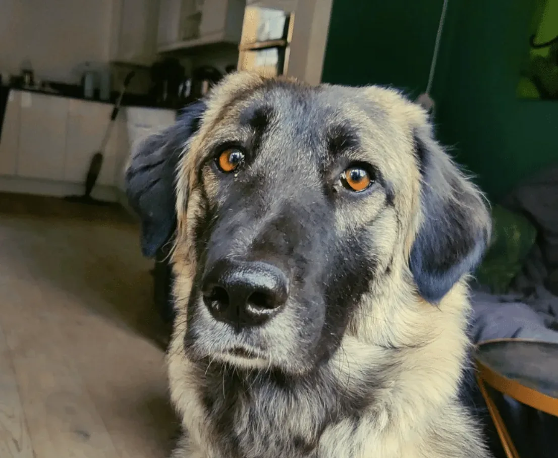 Hazel — Shepherd Cross