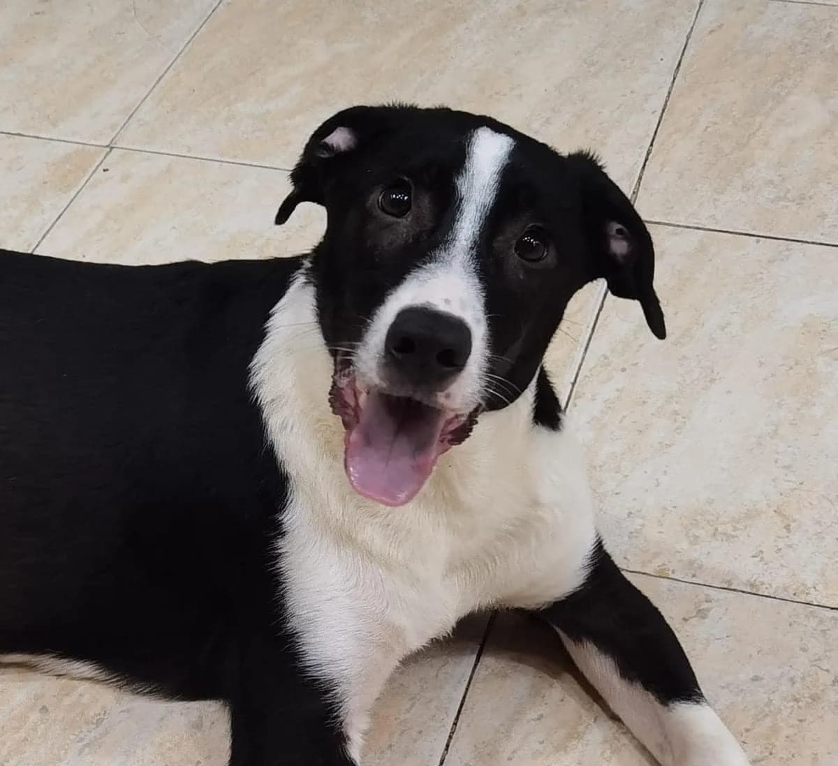 Bentley — Mixed Breed