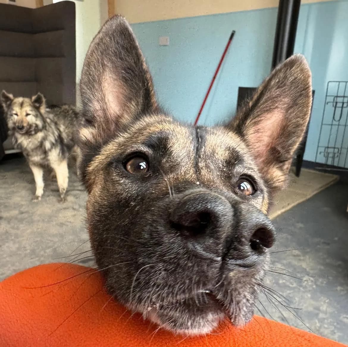 Coyote — Mixed Breed