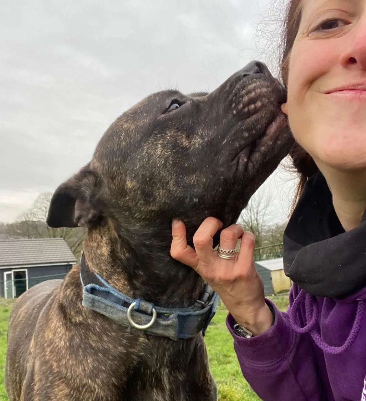 Pablo — Mixed Breed