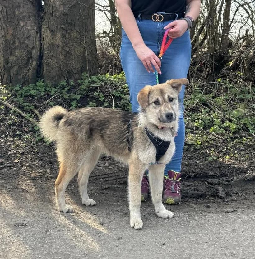 Lucy — Mixed Breed