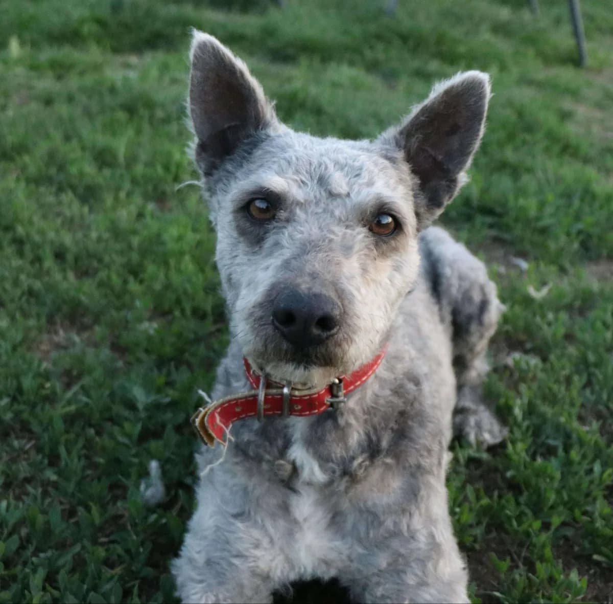 Spirit — Mixed Breed