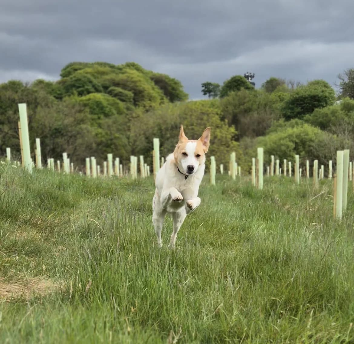 Goran — Mixed Breed