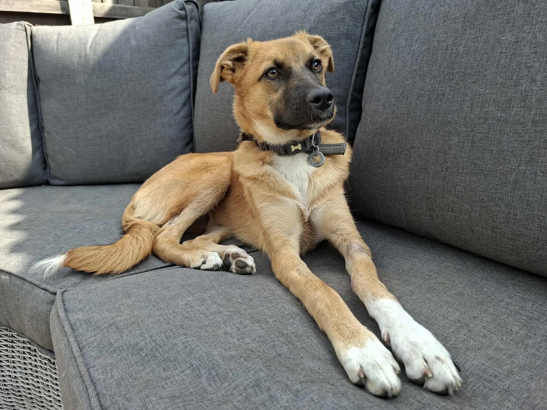 Lindsay — Mixed Breed