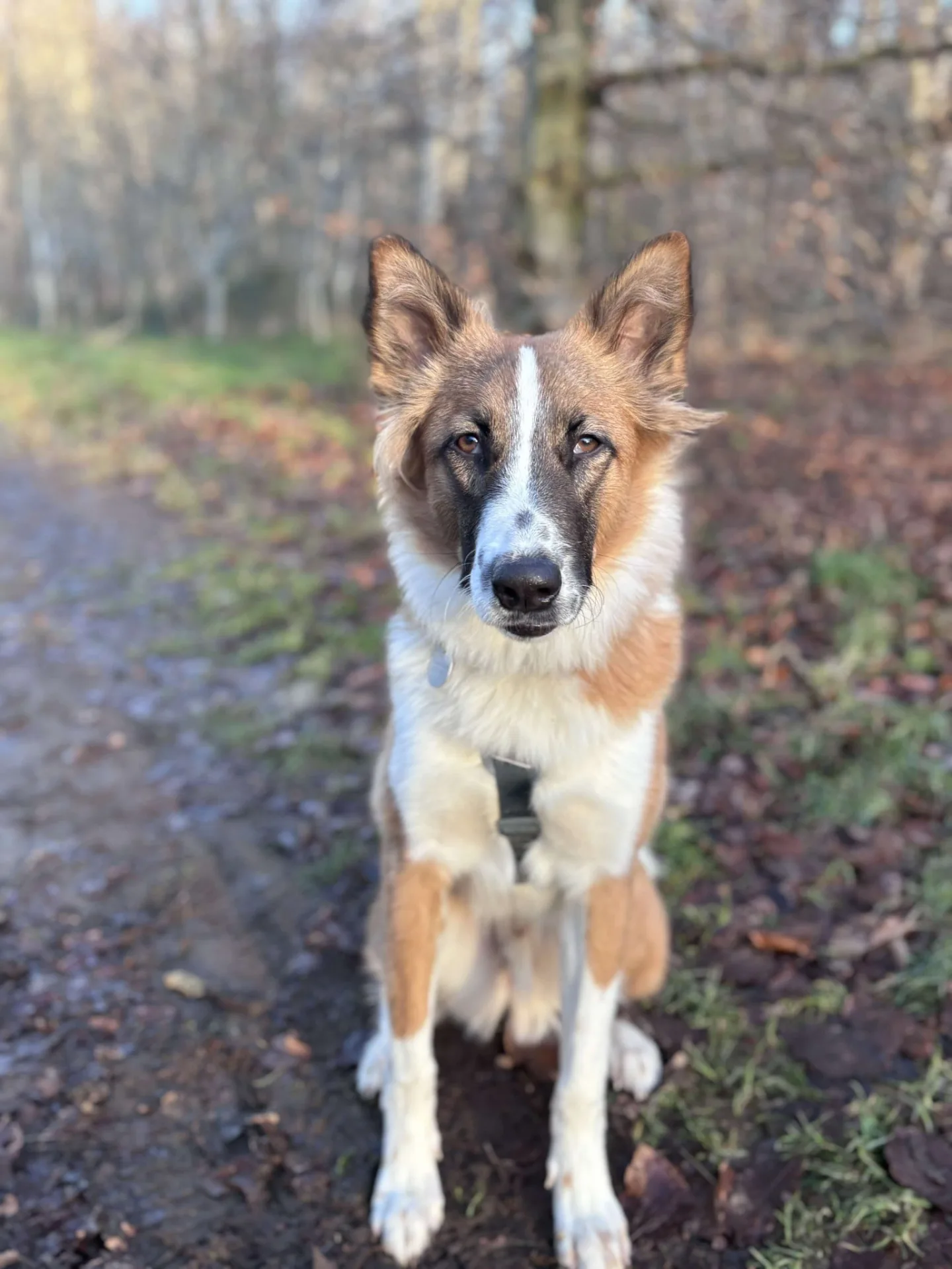 Noche — Mixed Breed