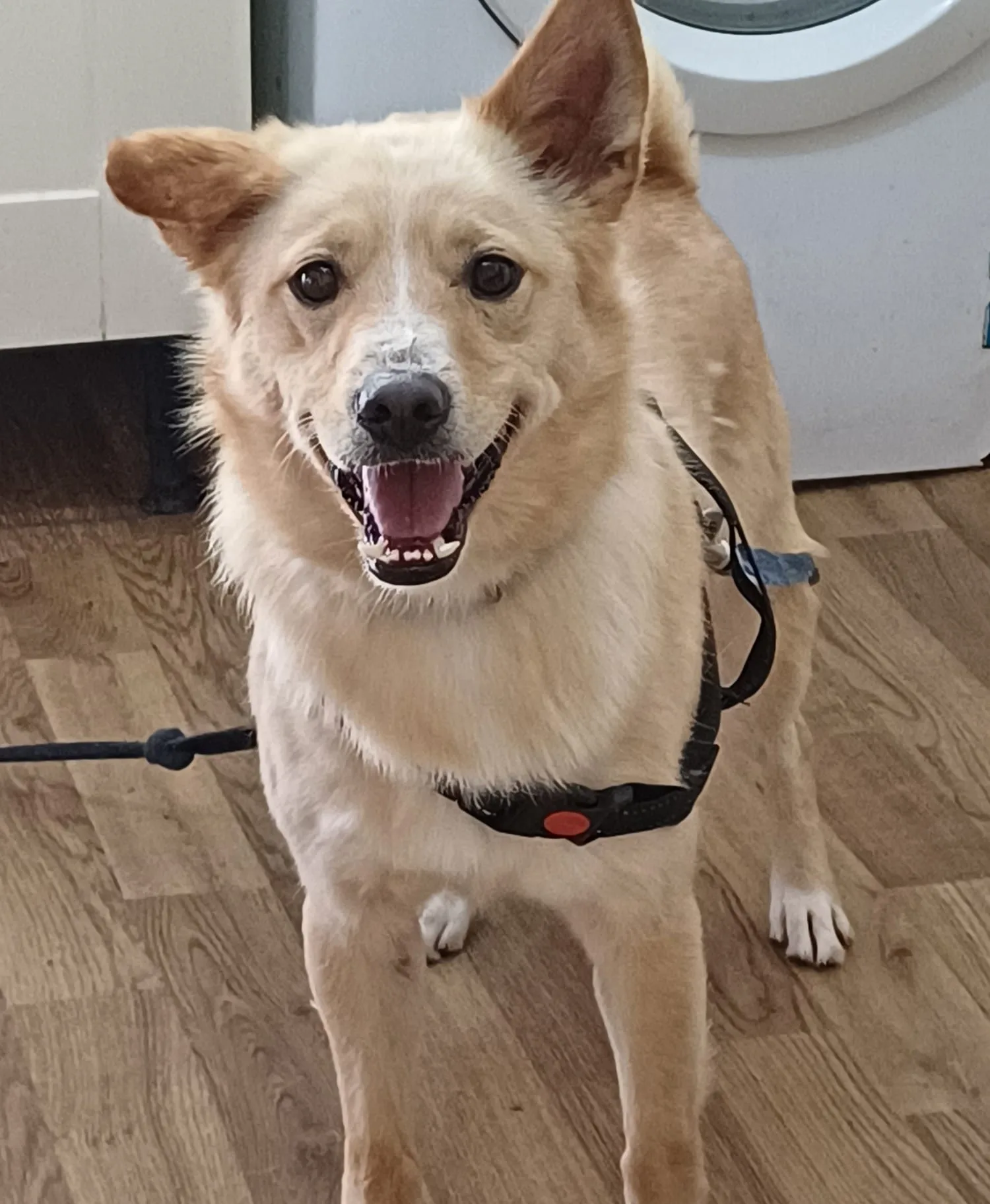 Truffles — Mixed Breed