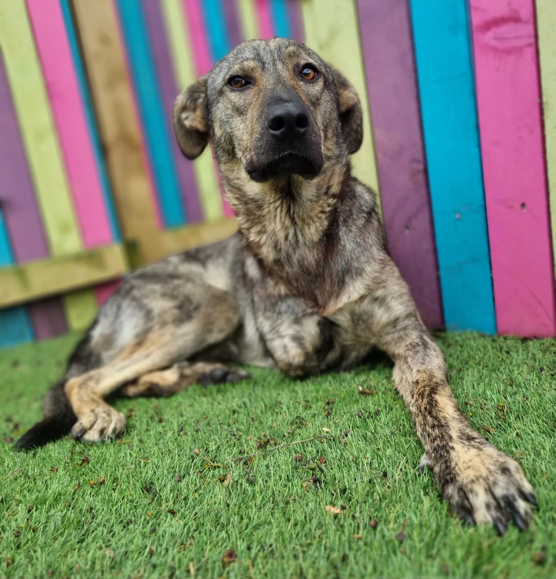 Ronnie — Mixed Breed