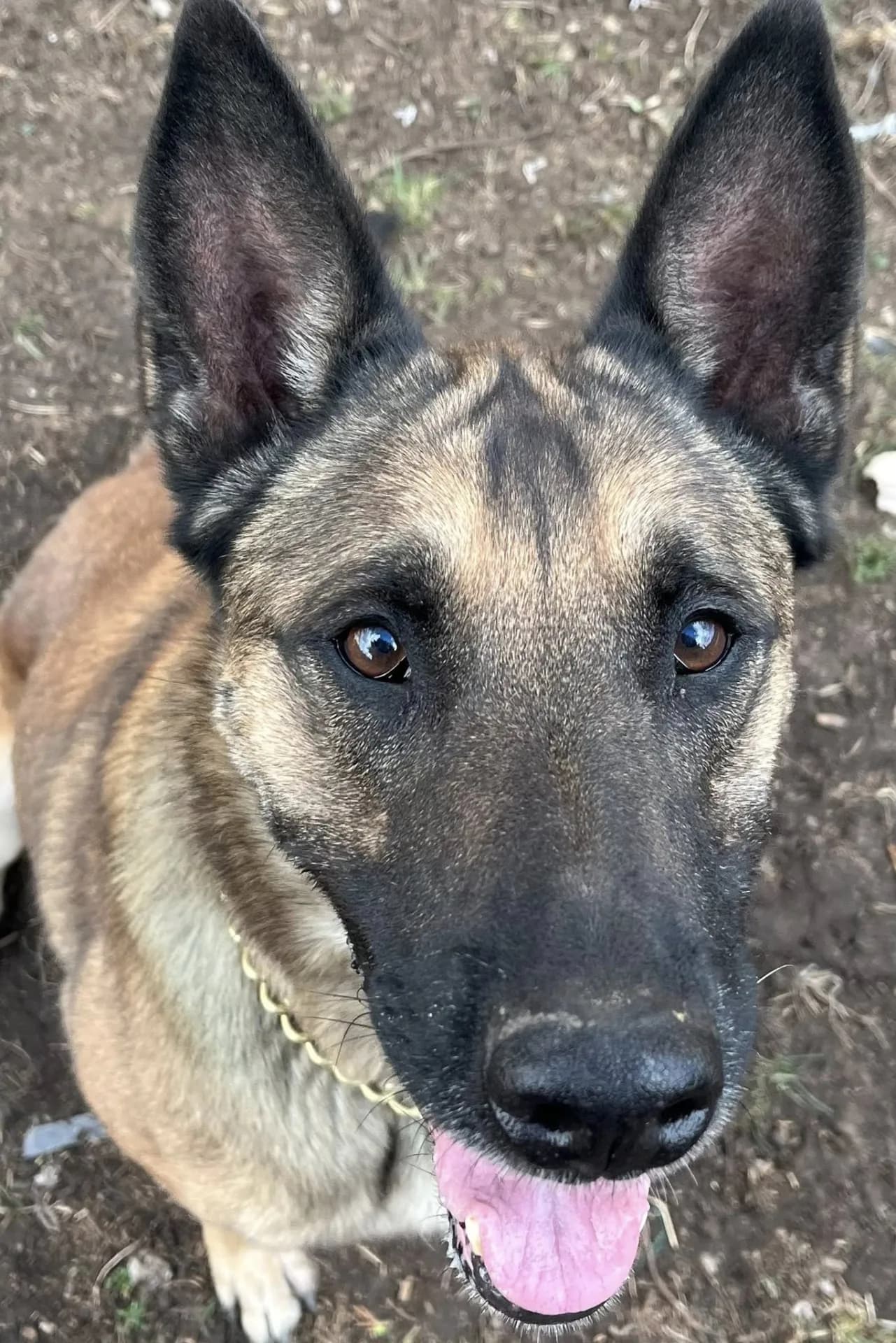 Cairo — Belgian Shepherd Malinois