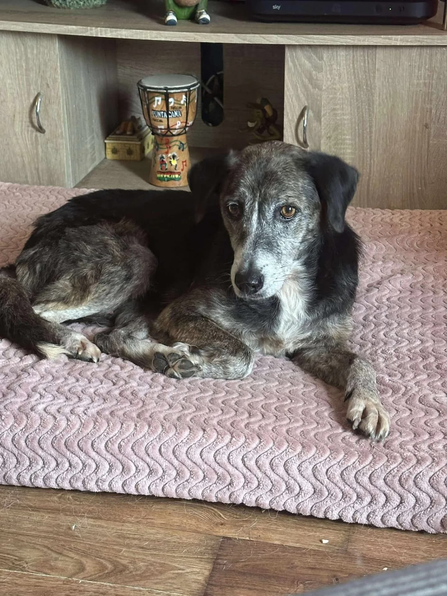 Suzy — Mixed Breed