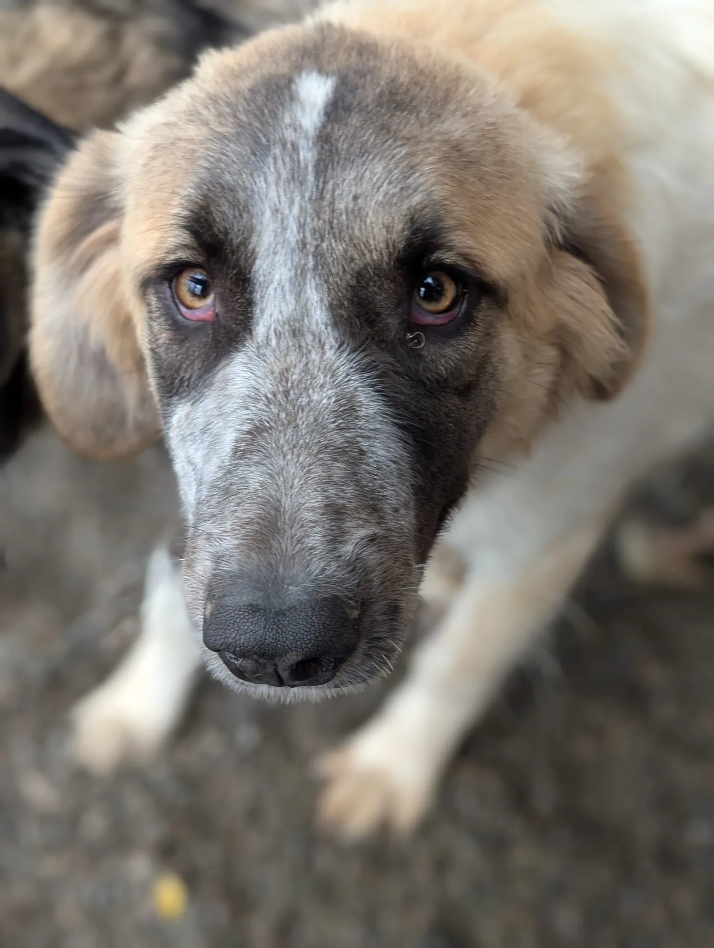 Islay — Mixed Breed