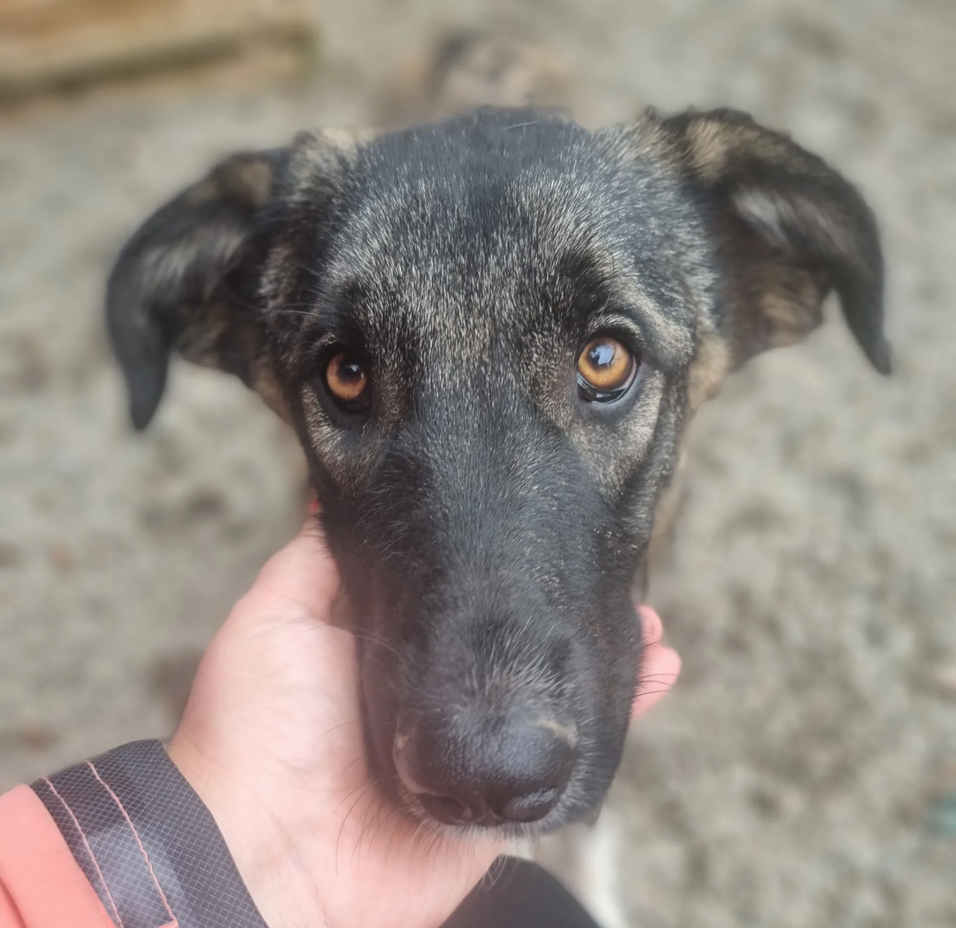 Skye — Mixed Breed