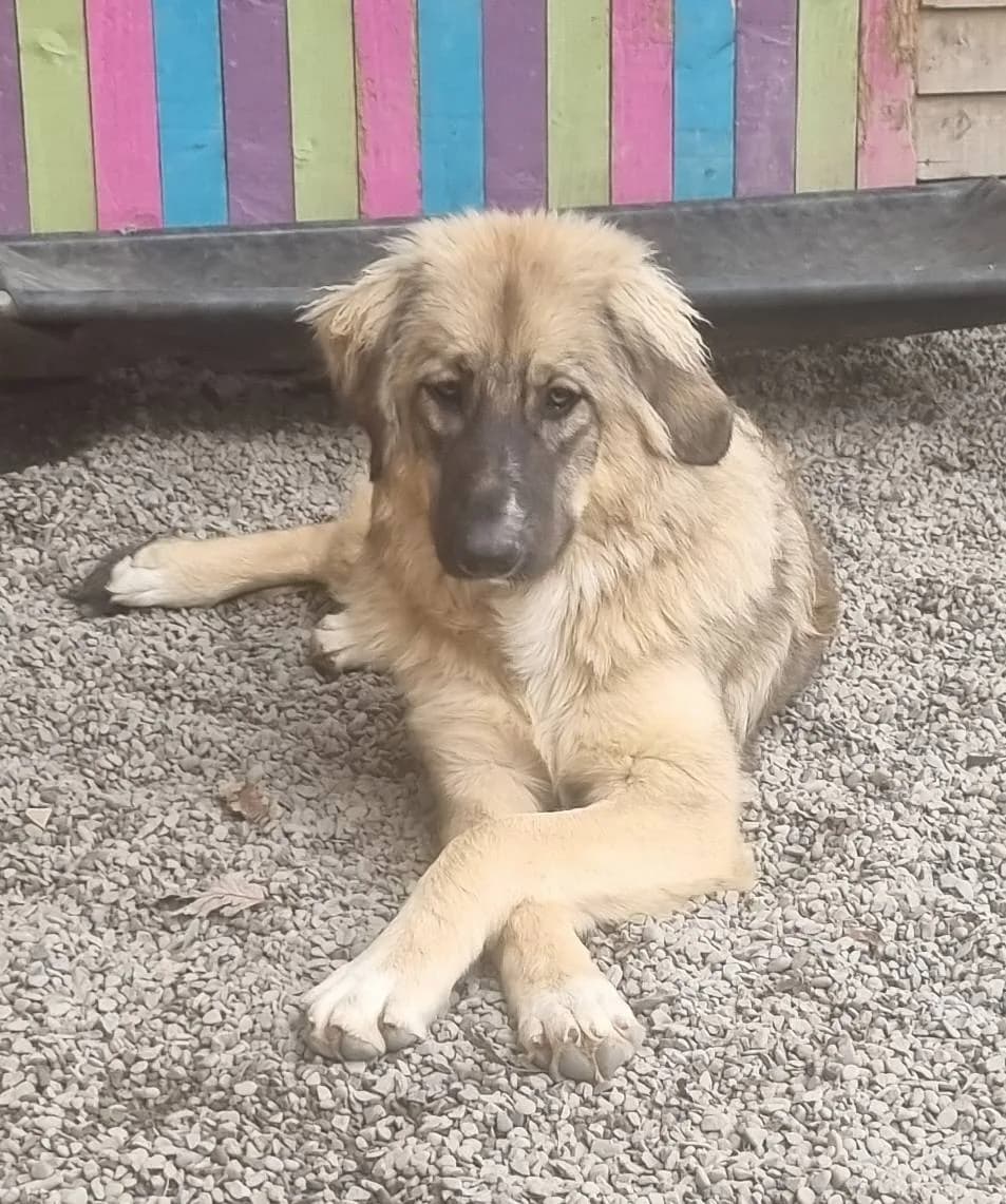 Iona — Mixed Breed