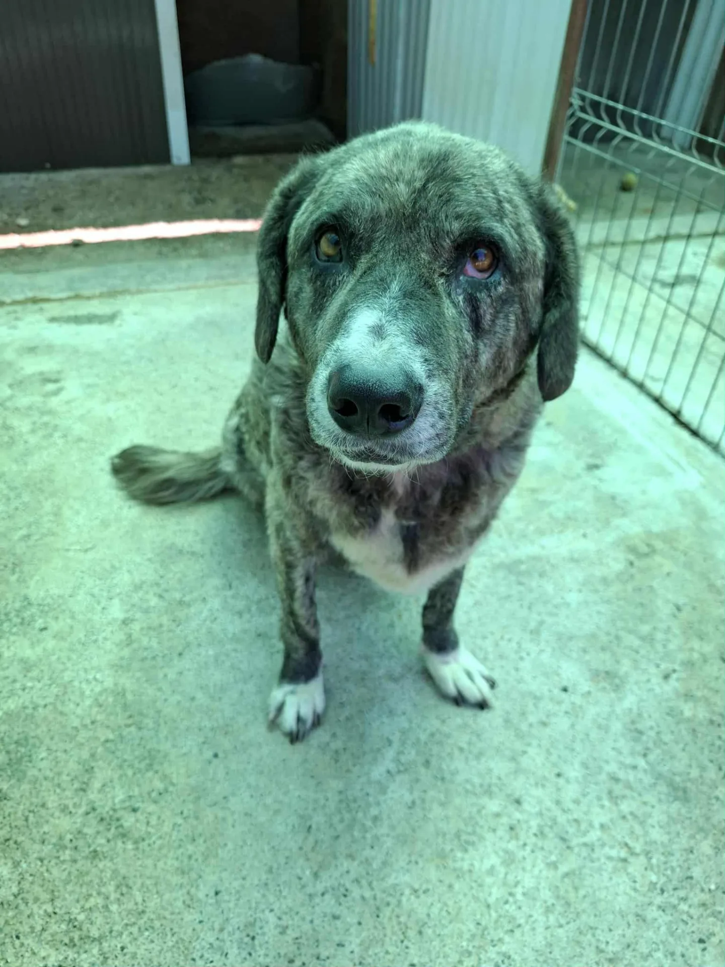 Tigris — Mixed Breed