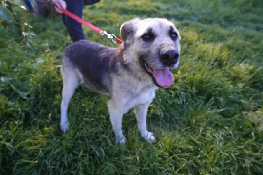 Buddy — Mixed Breed