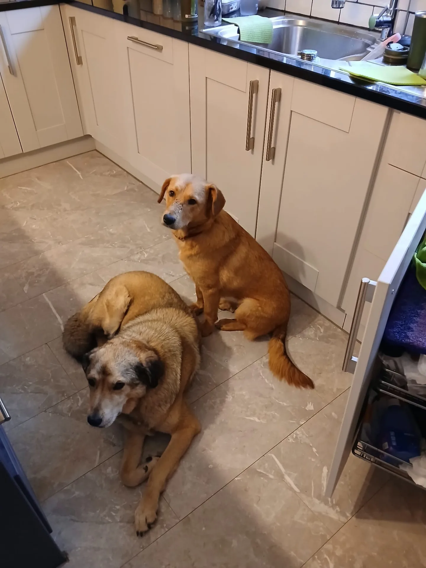 Bella — Mixed Breed