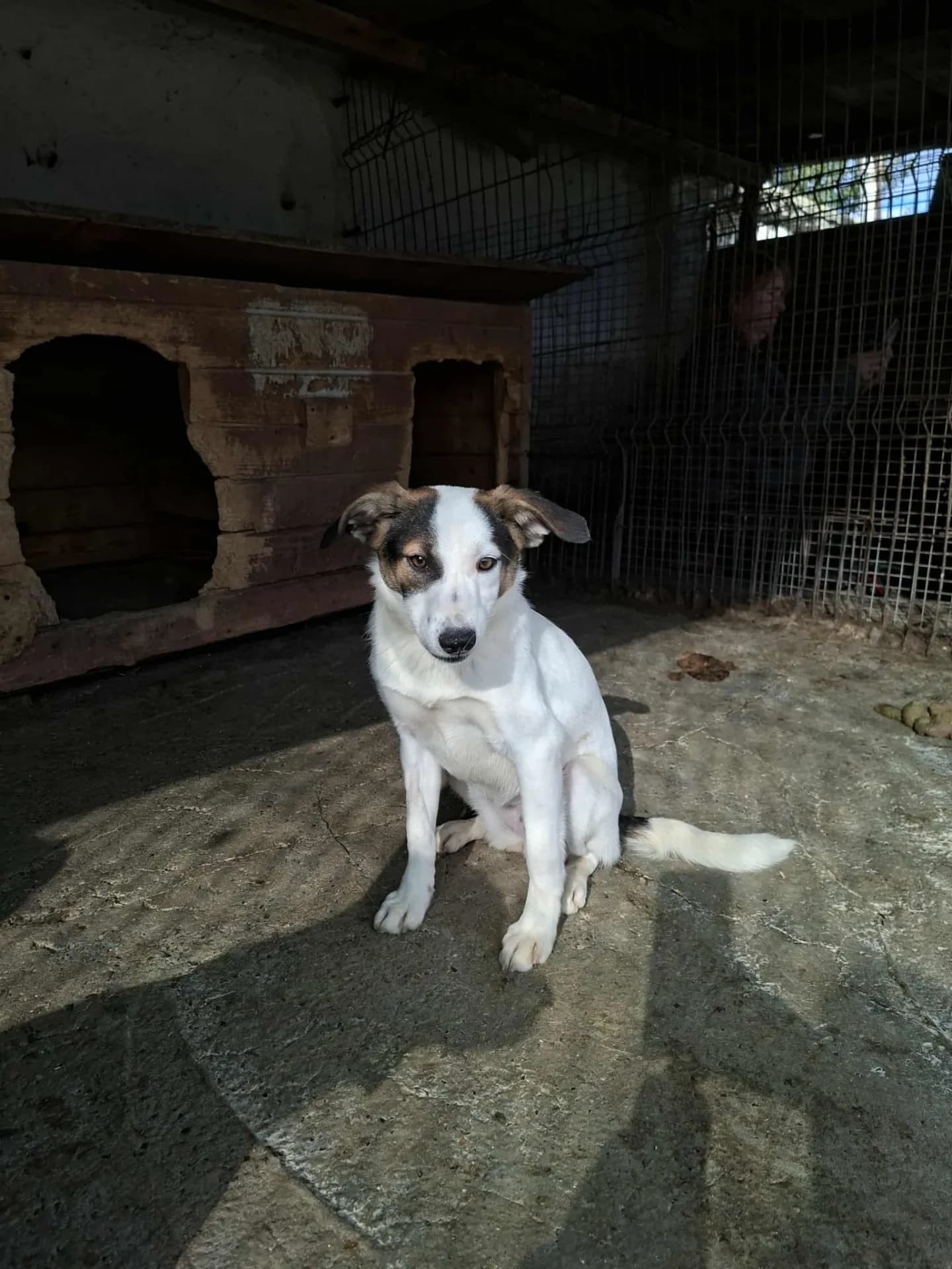 Carrie — Mixed Breed