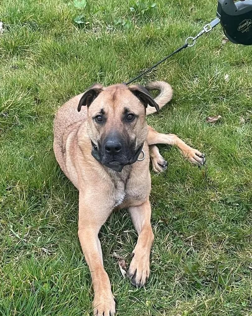 Bear — Belgian Malinois Cross American Bulldog