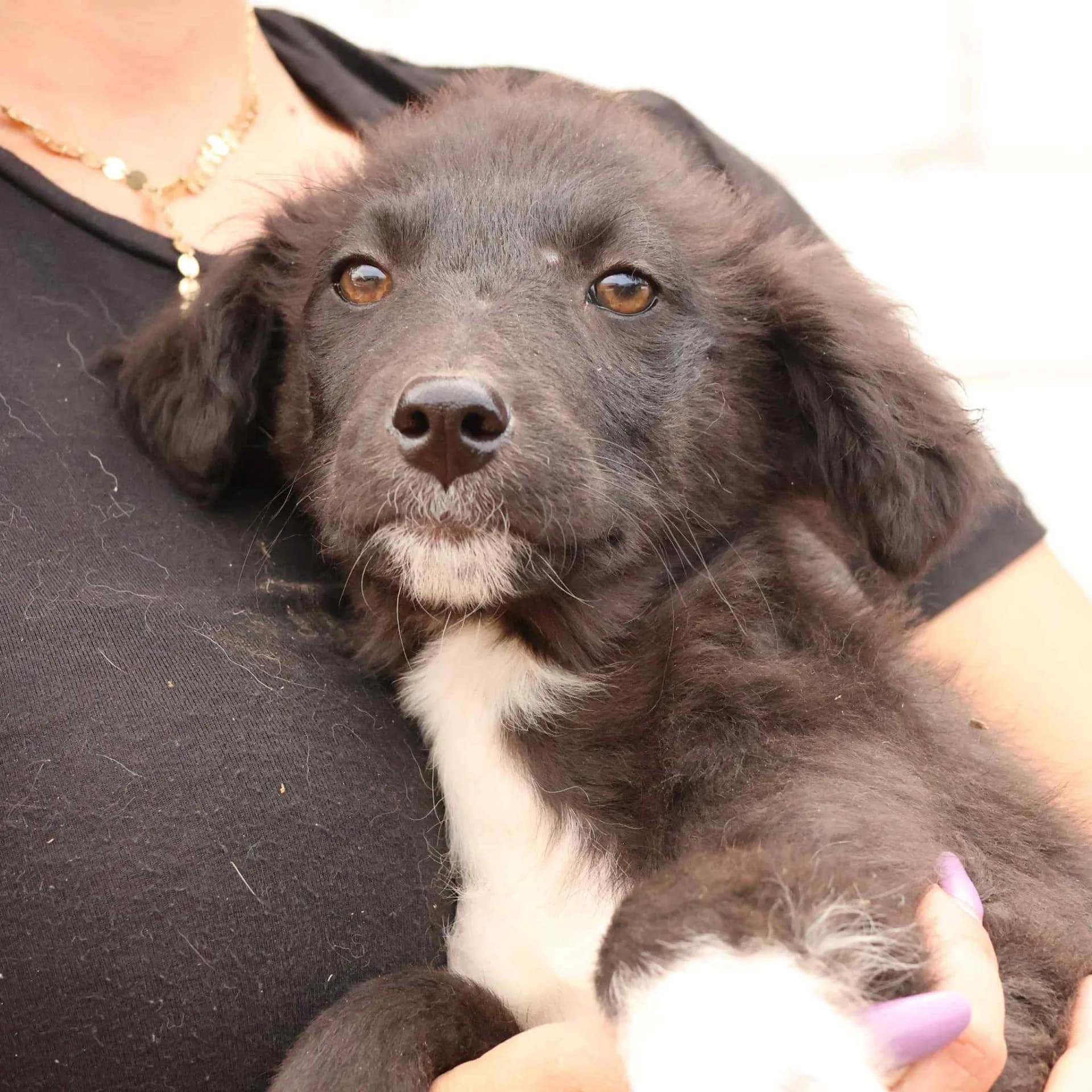 Pepper — Mixed Breed