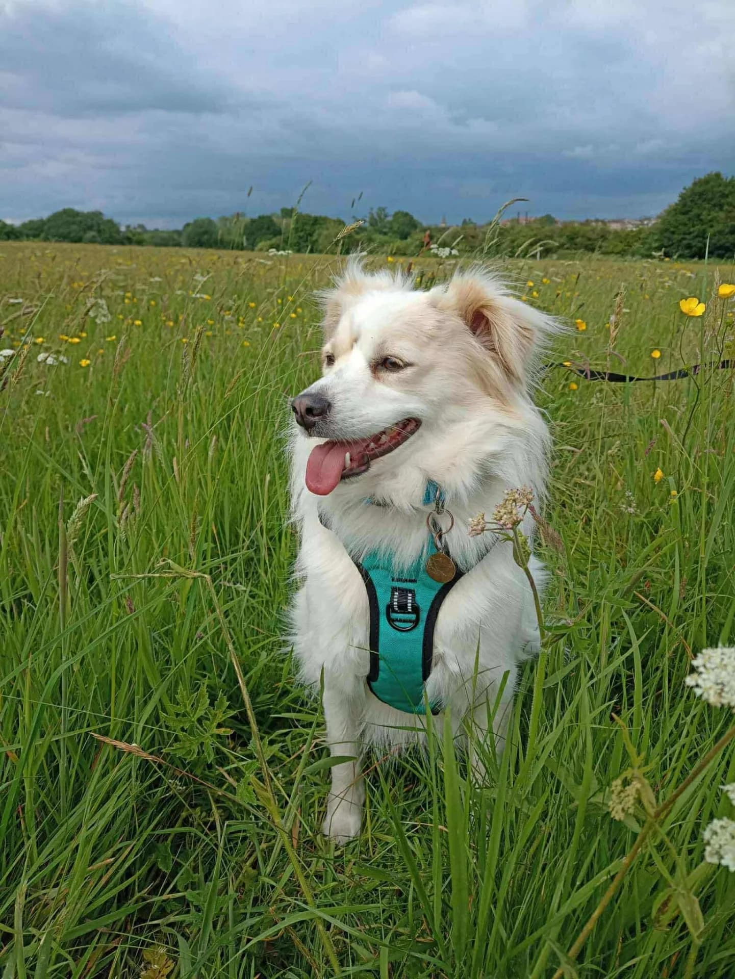 Freya — Kokoni Cross