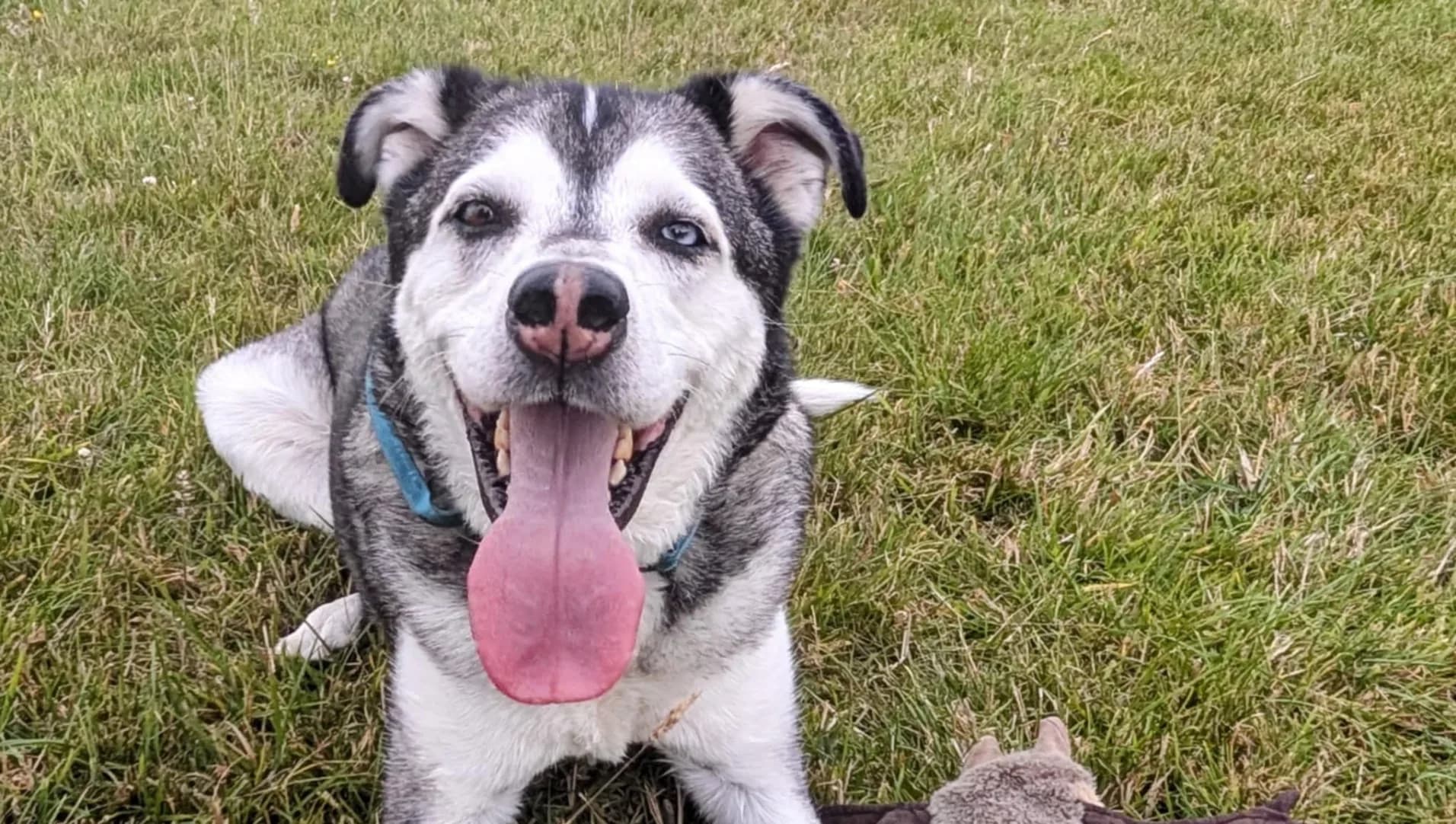 Gus — Labrador Retriever Cross Siberian Husky
