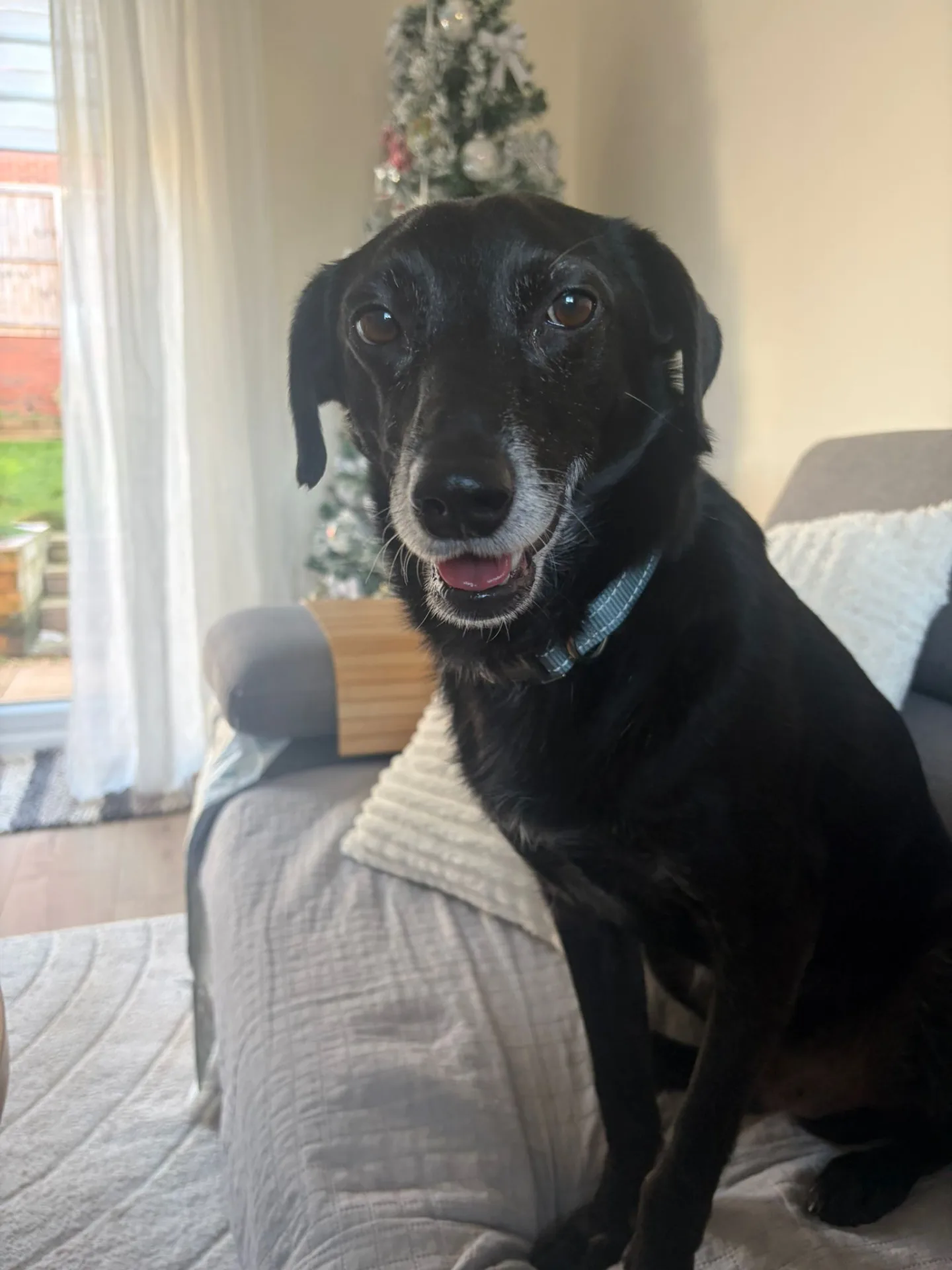 Bugzy — Mixed Breed