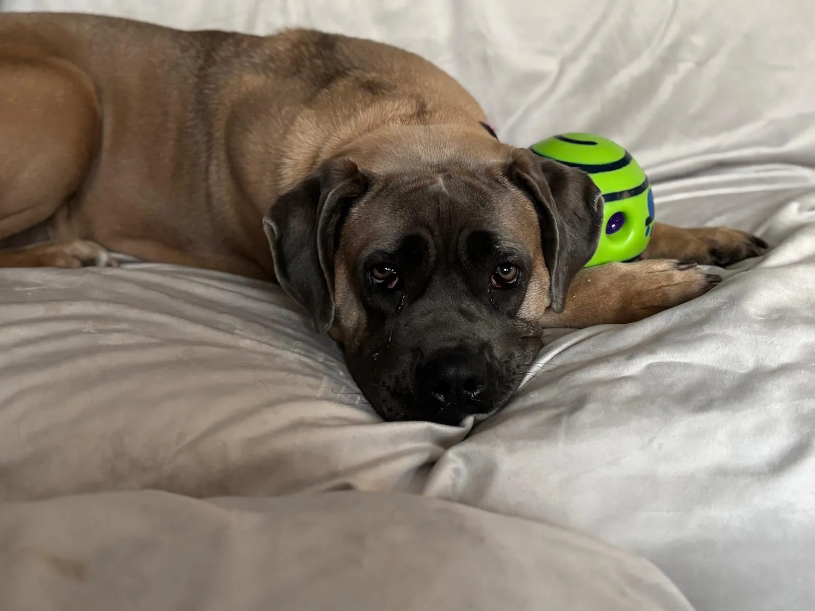 Cleo — Cane Corso