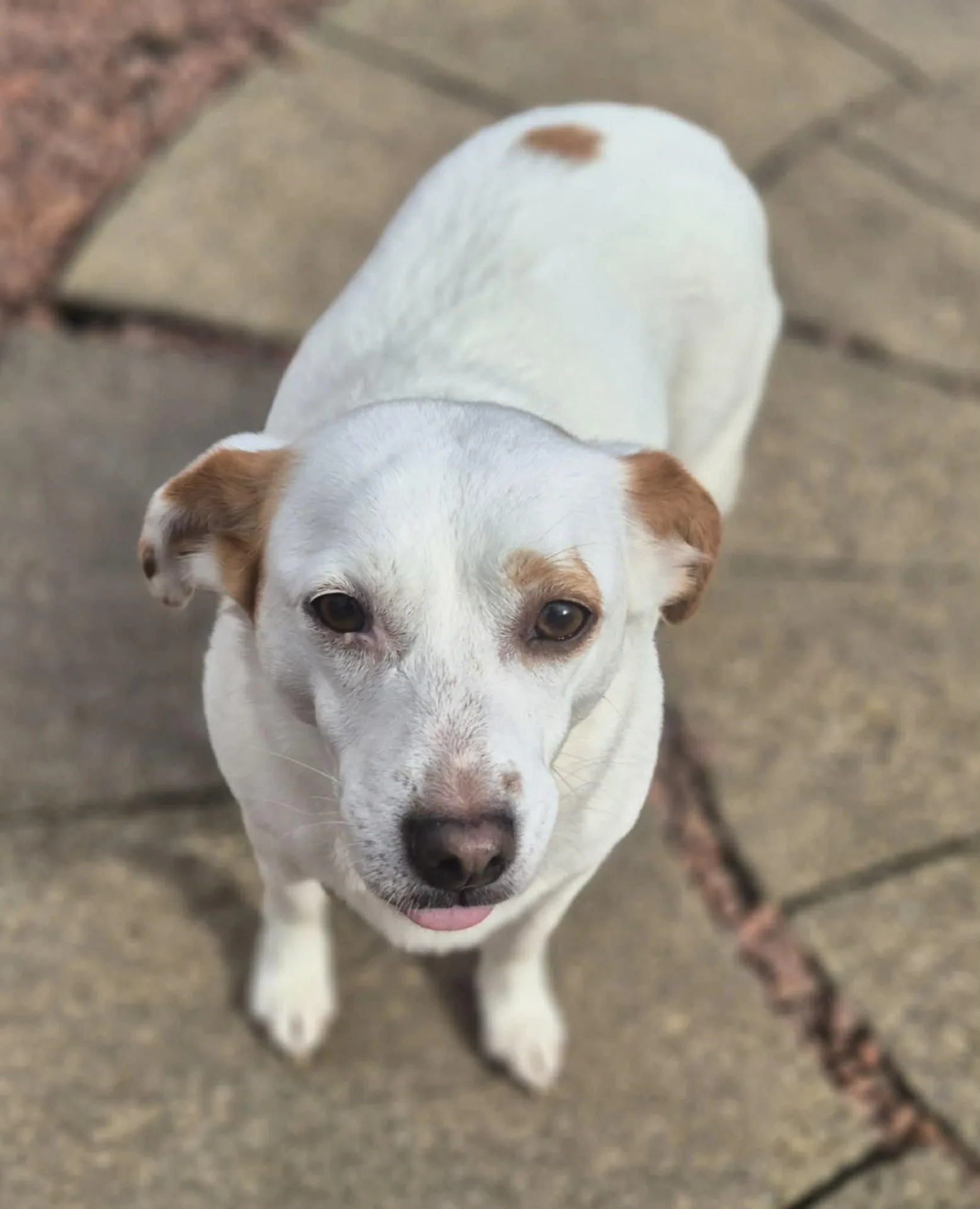 Lottie — Mixed Breed