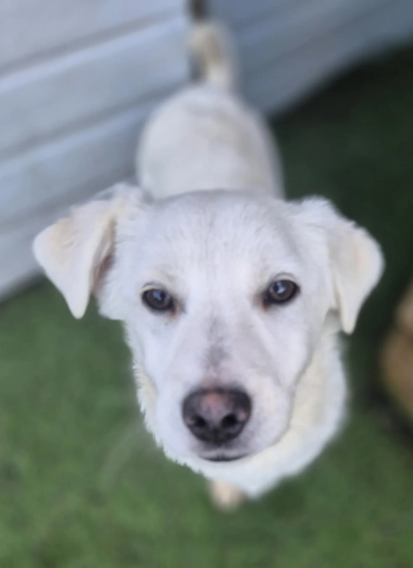 Buddy — Mixed Breed