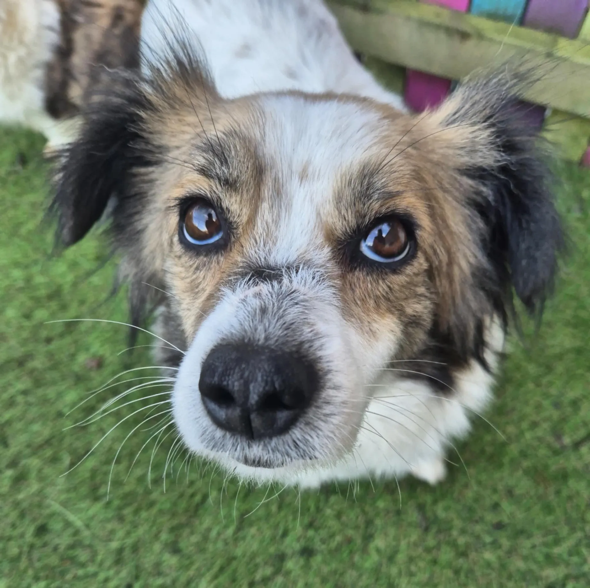 Sweetie Pie — Mixed Breed