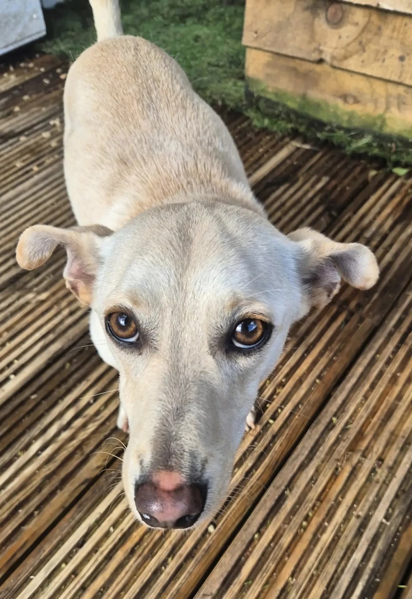 Bobby — Mixed Breed