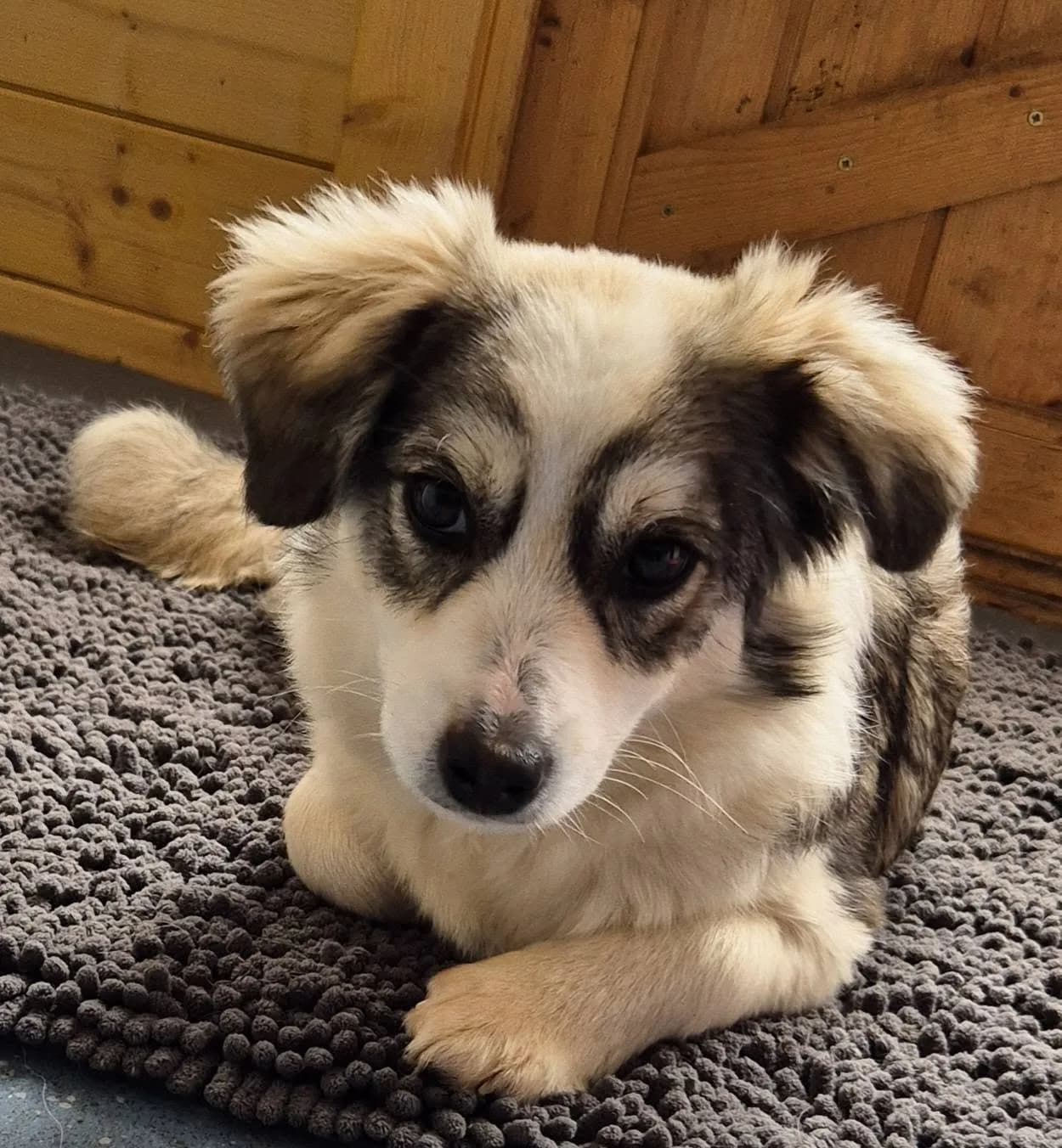 Baxter — Mixed Breed