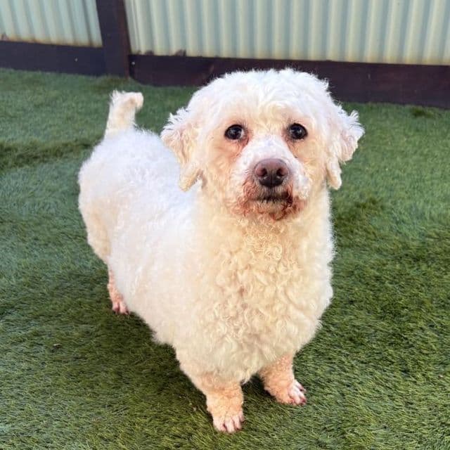 Sachiko — Bichon Frise